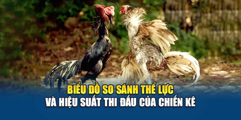 Biểu đồ so sánh thể lực và hiệu suất thi đấu của chiến kê