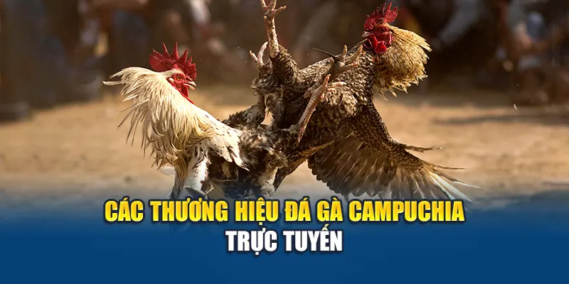Các thương hiệu đá gà Campuchia trực tuyến