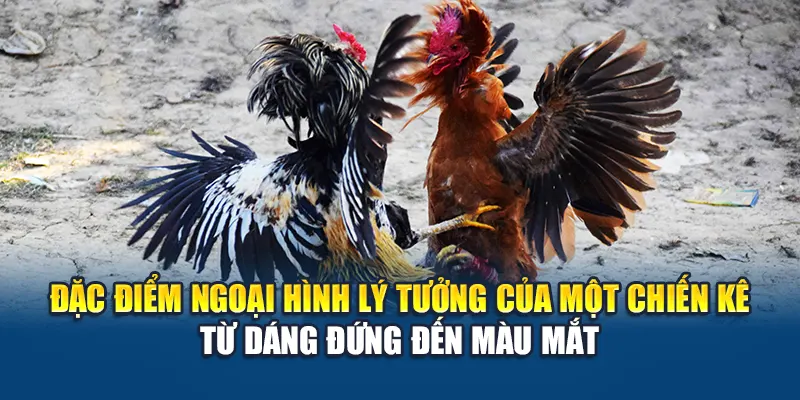 Đặc điểm ngoại hình lý tưởng của một chiến kê – từ dáng đứng đến màu mắt