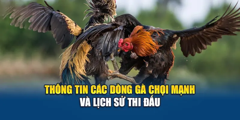 Thông tin các dòng gà chọi mạnh và lịch sử thi đấu